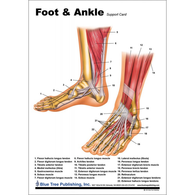 Foot And Ankle Anatomical Chart Anatomy Models And Anatomical Charts