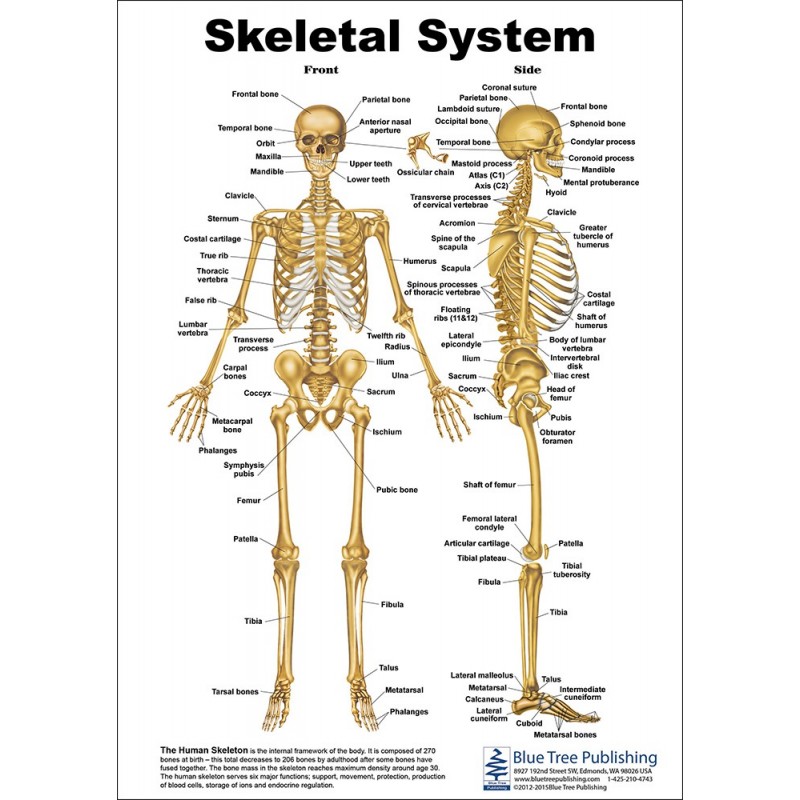 The Skeletal System Anatomical Chart Anatomy Models And Anatomical