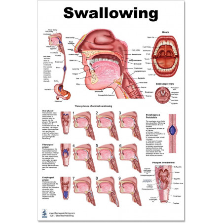Swallowing Large Poster, anatomy, education