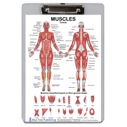 Muscle Anatomy for Female/Male Clipboard front