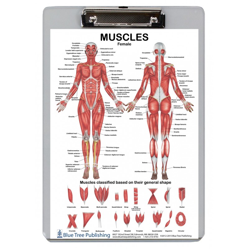 Muscle Anatomy For Female And Male Dry Erase Clipboard
