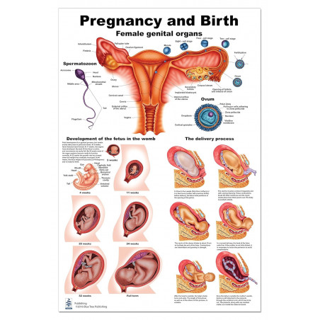 Pregnancy and Birth Large Poster