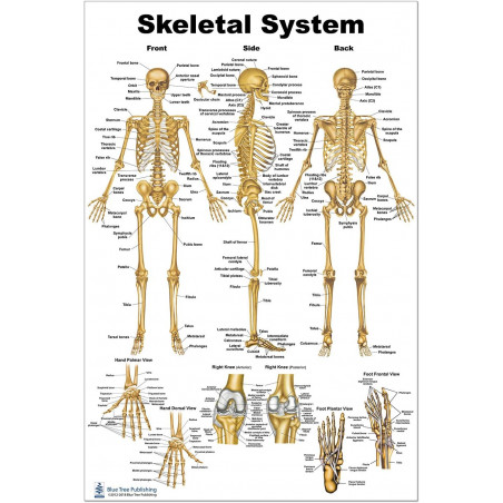 Skeletal System Large Poster