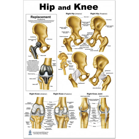 Hip and Knee Anatomical Large Poster