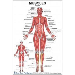 Muscles Female Medium Poster