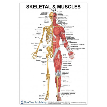 Skeletal Muscles Front View Large Poster, Physical Fitness, Working Out, Muscular System