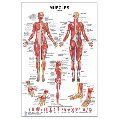 Female Muscular System Anatomy Poster 24x36 â€” Hundreds of Labeled Muscles | Blue Tree Publishing