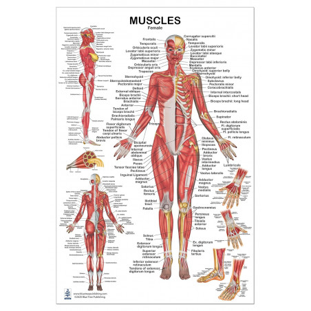Muscles Female Large Poster, for Physical Fitness, Working Out, Muscular System