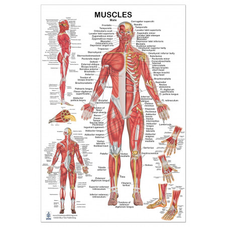 Muscles Male Large Poster, for Physical Fitness, Working Out, Muscular System