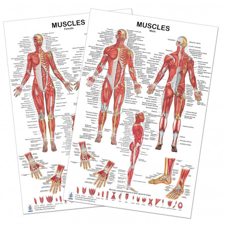 Muscles Female and Male 2 View Large Poster Set, for Physical Fitness, Working Out, Muscular System