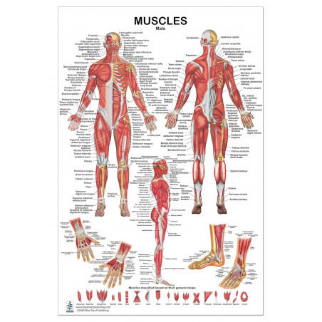 Muscles Male 2 View Large Poster, for Physical Fitness, Working Out, Muscular System