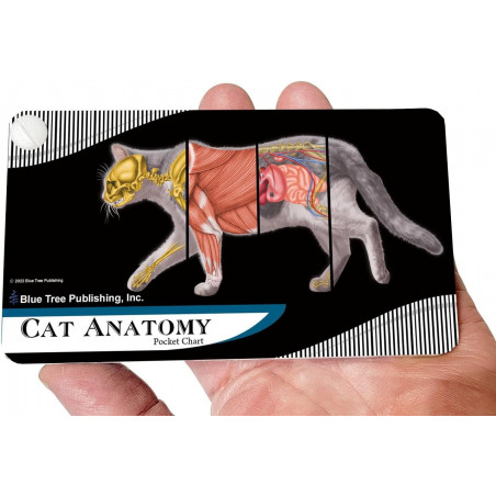 Cat Veterinary Anatomy Pocket Charts, Anatomy & Veterinary Physiology Feline
