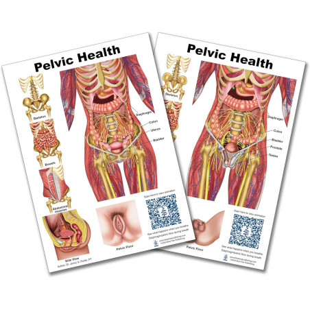 Pelvic Health and Pelvic floor Charts A4 size with interactive QR codes that link to animations