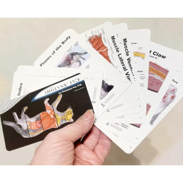 Dog & Cat Veterinary Anatomy Pocket Charts Set with PAWPAL Keychain Gift