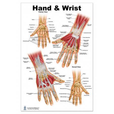 Hand and Wrist Anatomical Large Poster