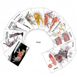 Dog & Cat Veterinary Anatomy Pocket Charts Set with PAWPAL Keychain Gift