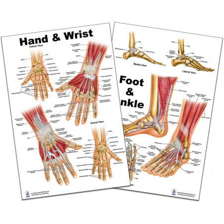 Hand and Wrist, Foot and Ankle Large Poster Set