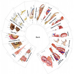 Dog & Cat Veterinary Anatomy Pocket Charts Set with PAWPAL Keychain Gift