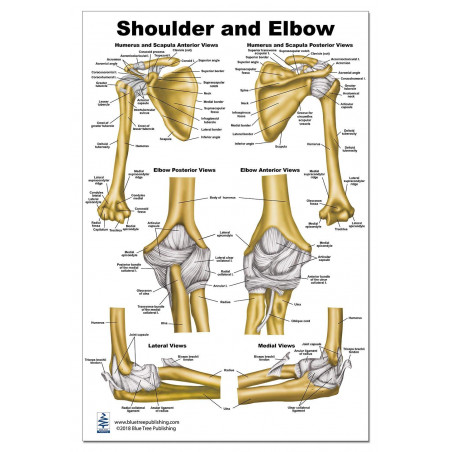 Shoulder and Elbow Anatomical Large Poster