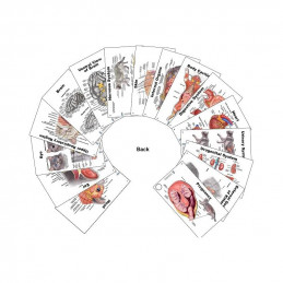 Dog & Cat Veterinary Anatomy Pocket Charts Set with PAWPAL Keychain Gift