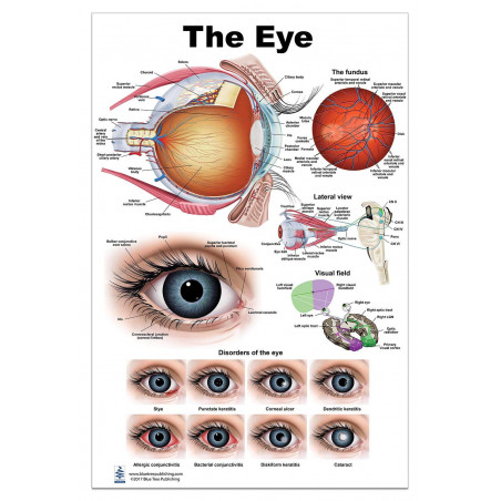 Eye Anatomical Large Poster