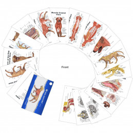 Dog & Cat Veterinary Anatomy Pocket Charts Set with PAWPAL Keychain Gift