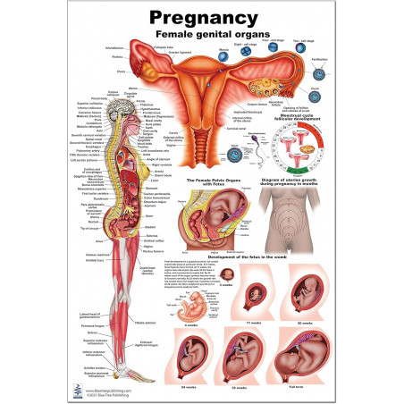 Pregnancy Large Poster