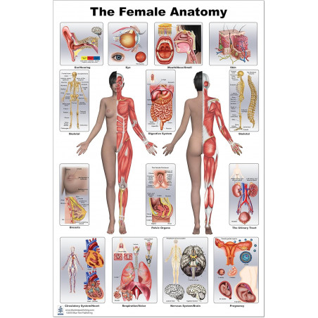 Female Anatomy Large Poster