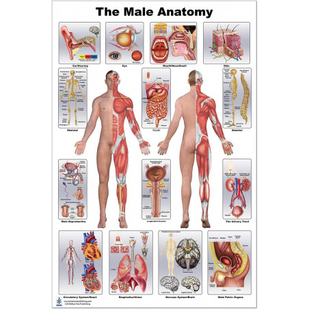Male Anatomy Large Poster, Skeletal System, Muscular System, Organs Medical, Nursing, Medical Student