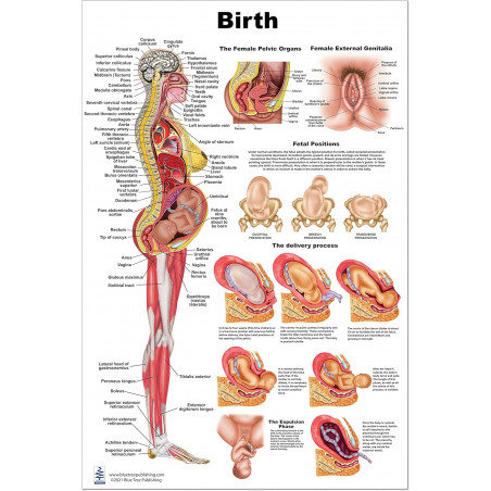 Birth Large Poster