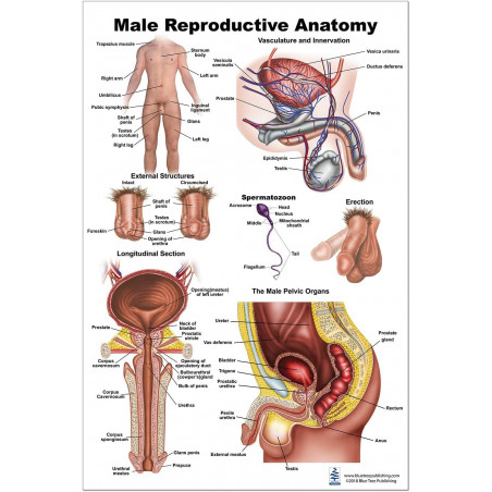 Male Reproductive Anatomy Large Poster
