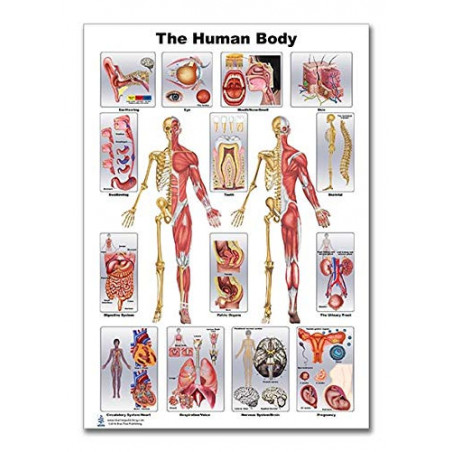 Human Body Large Poster