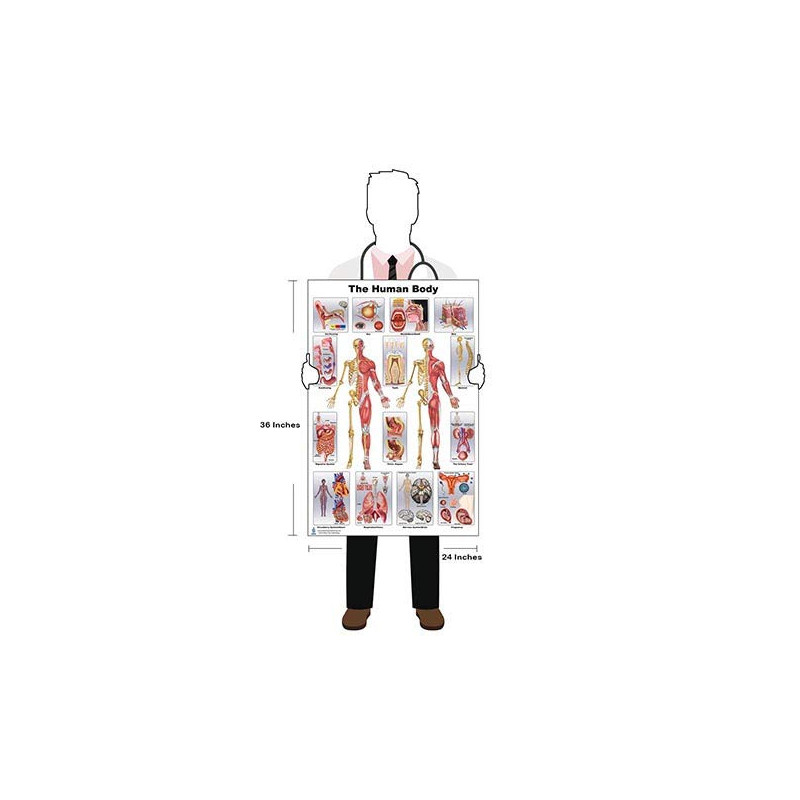 Human Body Large Poster