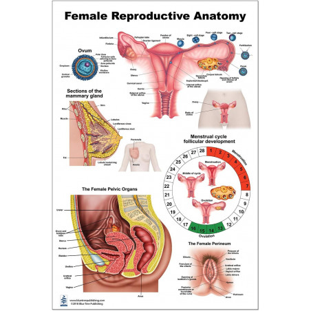 Female Reproductive Anatomy Large Poster