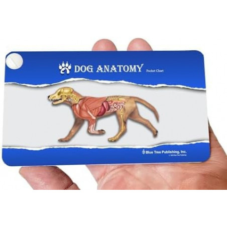 Dog Veterinary Anatomy Pocket Charts, Anatomy & Veterinary Physiology Canine