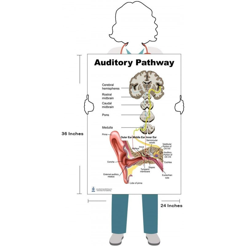Auditory Pathway Large Poster, Anatomy, Organs of Hearing and Balance