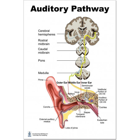 Auditory Pathway Large Poster, Anatomy, Organs of Hearing and Balance