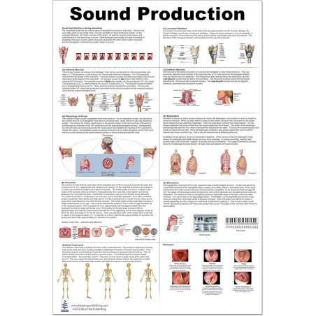 Sound Production Anatomy Large Poster, Waterproof, vocal Folds, intrinsic Muscles, Phonation, Resonance