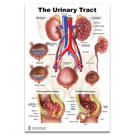 Urinary Tract Large Poster, Bladder, Kidney, Bladder, Urinary System