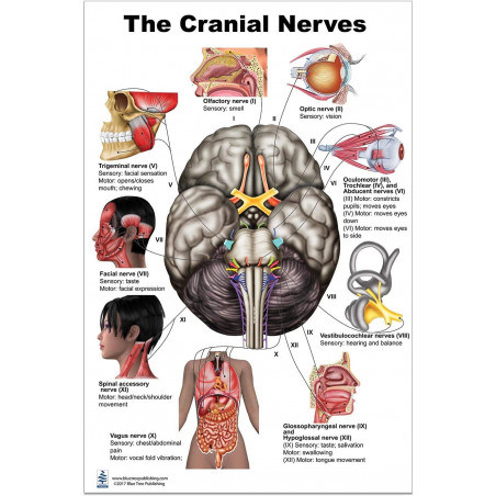 Cranial Nerves Large Poster