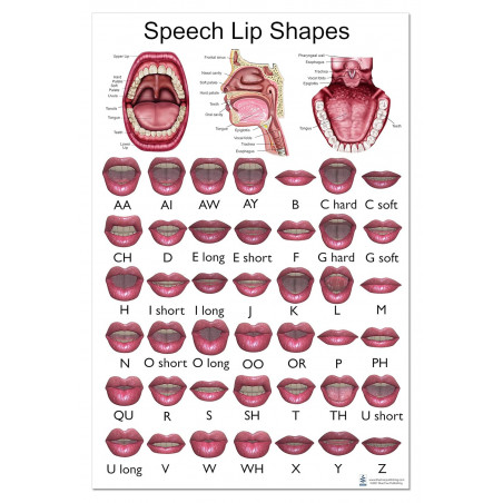 Speech Lip Shapes Large Poster