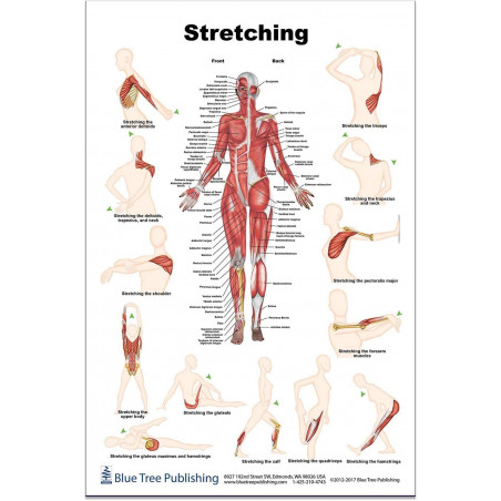 Stretching Large Poster, Muscle and Exercise
