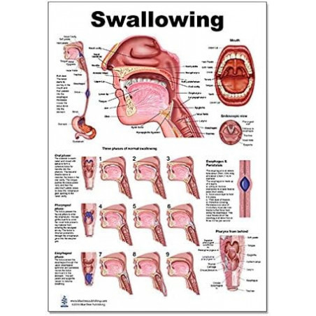 Swallowing Regular Poster