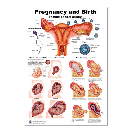 Pregnancy and Birth Regular Poster
