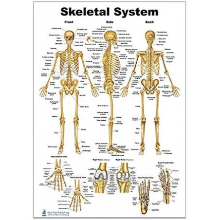 Skeletal System Regular Poster