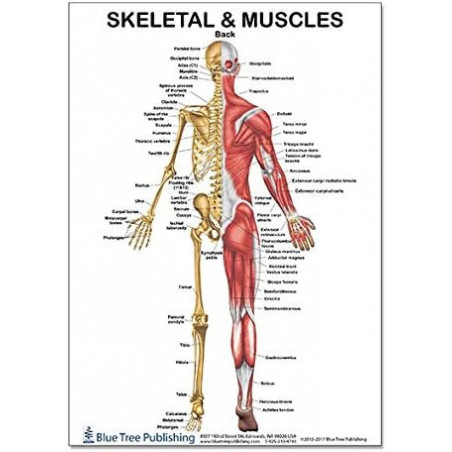 Skeletal Muscles Back View Regular Poster, Physical Fitness, Working Out, Muscular System