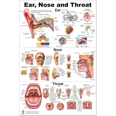 Large format 26x36 inch ENT anatomy poster â€” ideal for exam room and clinic walls