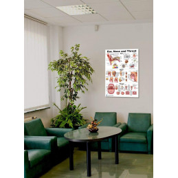Large format 26x36 inch ENT anatomy poster — ideal for exam room and clinic walls