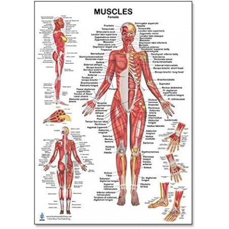 Muscles Female Regular Poster, for Physical Fitness, Working Out, Muscular System