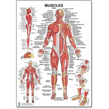 Male Regular Poster, for Physical Fitness, Working Out, Muscular System